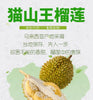 Malaysia Musang King Durian